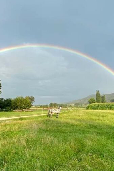 Weide mit Pferd umrahmt von einem Regenbogen